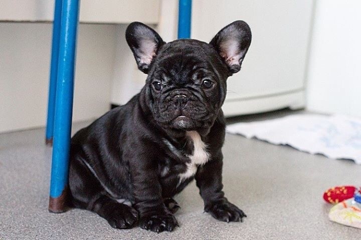 Chiots nés chez nous dans leur nouvelles familles