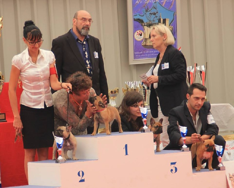 NE et Speciale Bouledogue Français Avignon 5/6 octobre