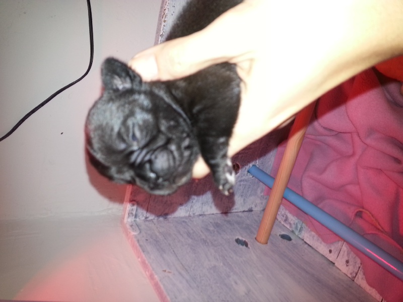portée fée luna & grim 20/12/13